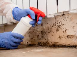 Professional Mold Removal & Remediation in Ocilla, GA